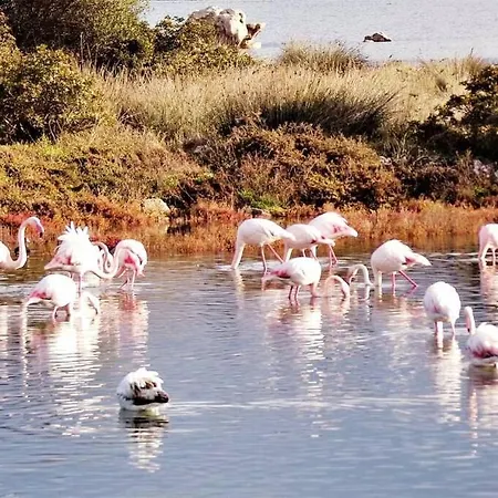 Sardegna, House Of Flamingos 아파트 올비아